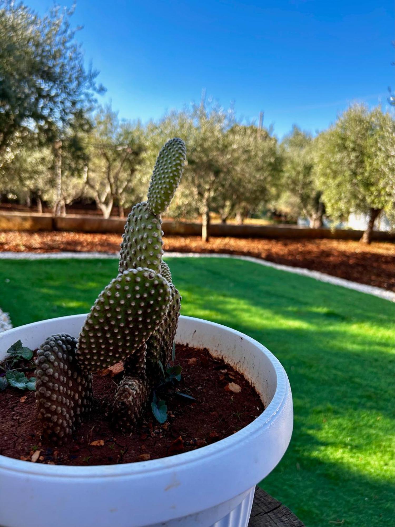 Villa Amorina Ostuni Dış mekan fotoğraf